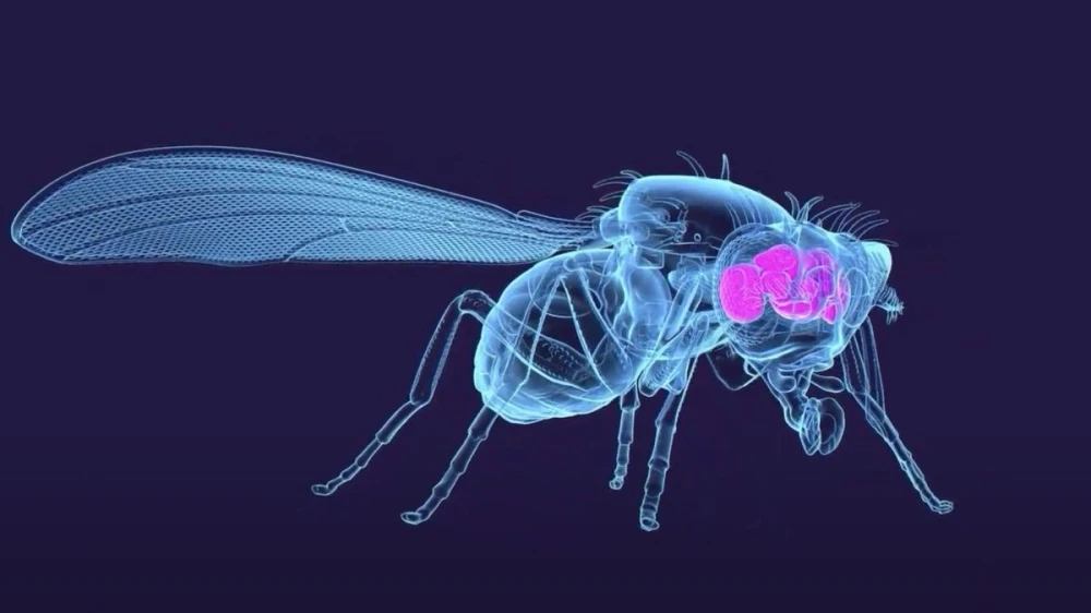 Científicos logran clonar el cerebro de una mosca y hacerlo caminar en un cuerpo virtual