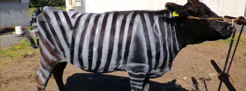 Investigadores ganan premio por pintar vacas con rayas blancas