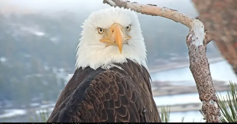 Jackie, la famosa águila calva de Big Bear, California, cuya vida junto a Shadow fue seguida por espectadores de todo el mundo.